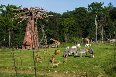 Rückblick: ZPRG im Zoo Zürich – Treffen mit dem neuen Direktor Severin Dressen